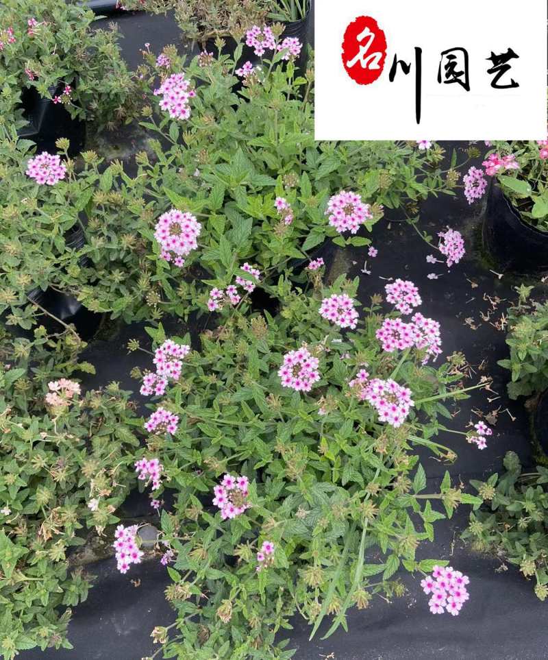 基地直供美女樱色彩丰富规格齐全花坛花境观赏花卉栽培