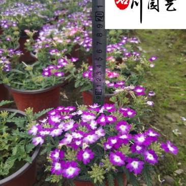 基地直供美女樱色彩丰富规格齐全花坛花境观赏花卉栽培