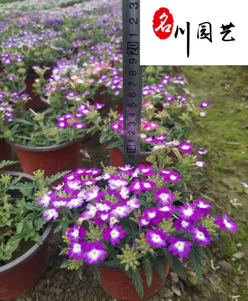 基地直供美女樱色彩丰富规格齐全花坛花境观赏花卉栽培