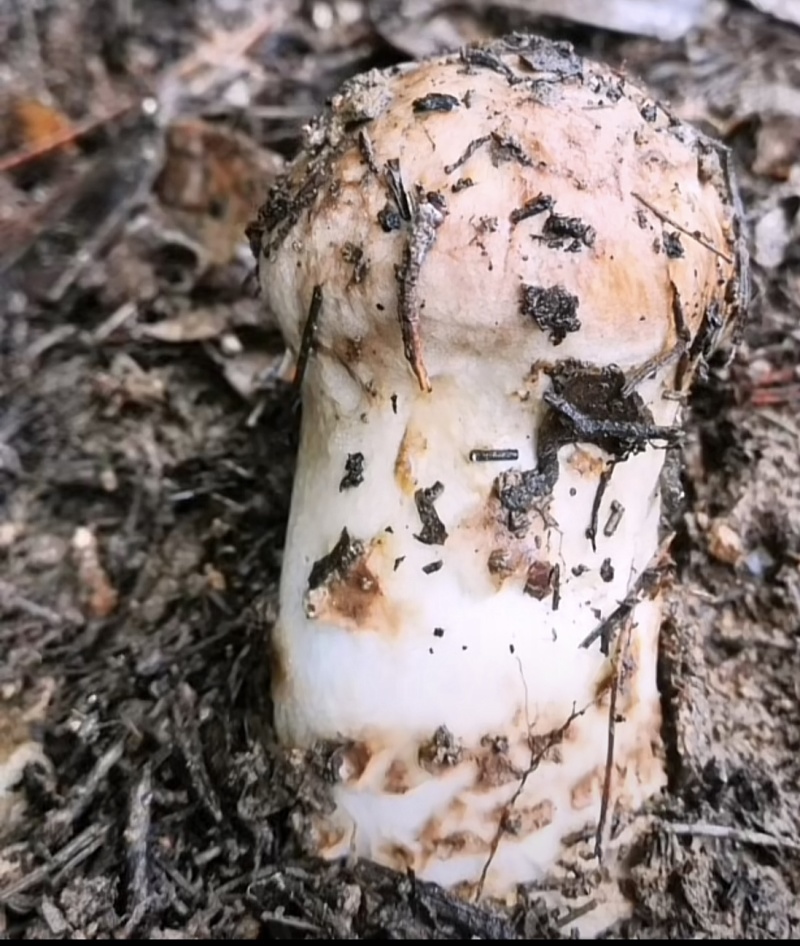 【精品松茸】四川基地直供质量上乘货源充足量大优惠