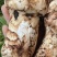 【精品松茸】四川基地直供质量上乘货源充足量大优惠