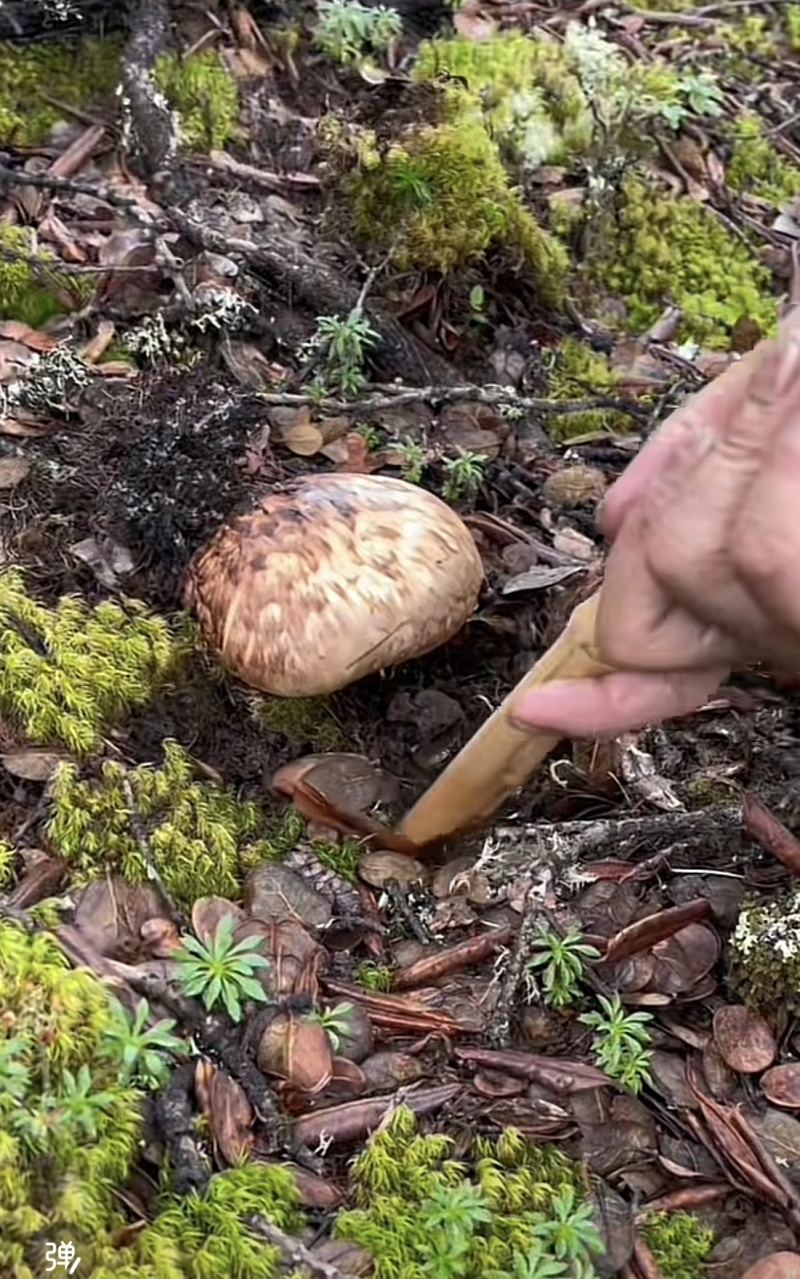 【精品松茸】四川基地直供质量上乘货源充足量大优惠