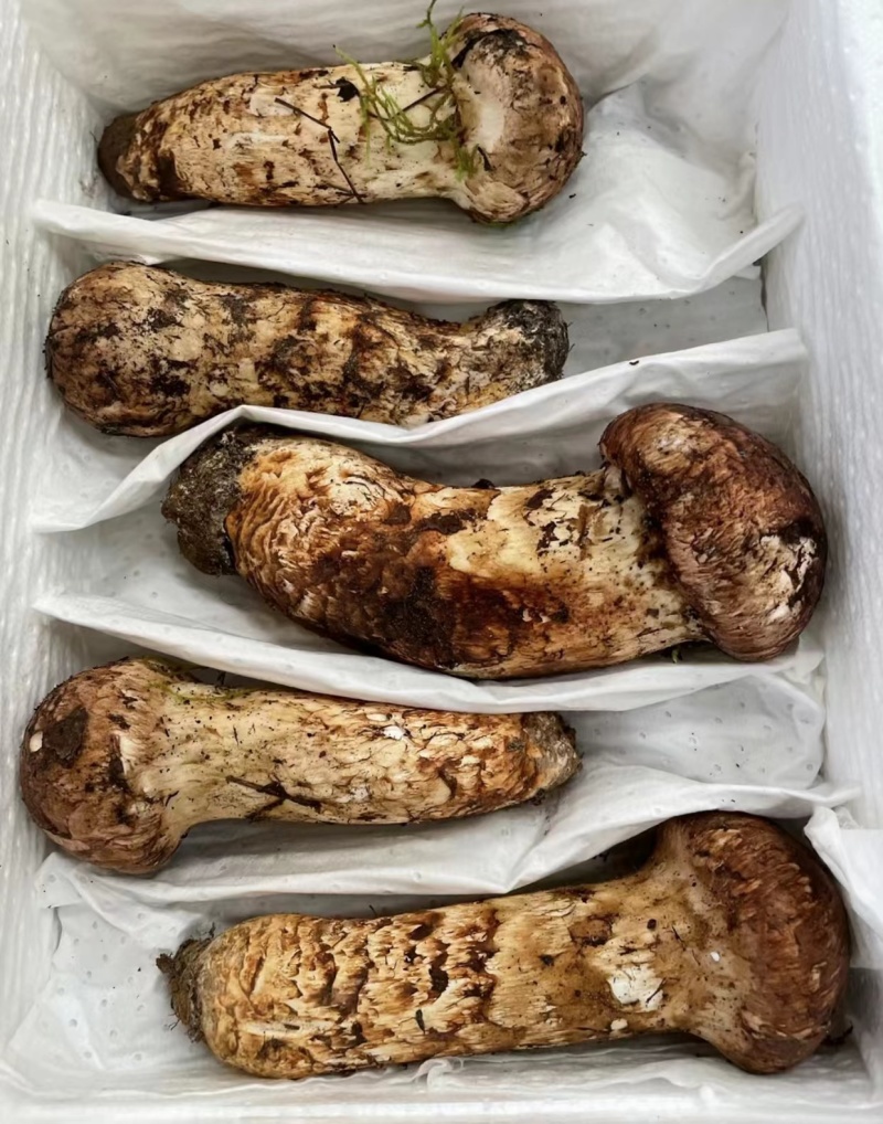 【精品松茸】四川基地直供质量上乘货源充足量大优惠