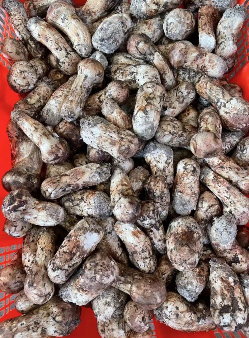 【精品松茸】四川基地直供质量上乘货源充足量大优惠