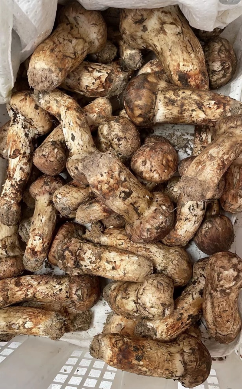 【精品松茸】四川基地直供质量上乘货源充足量大优惠