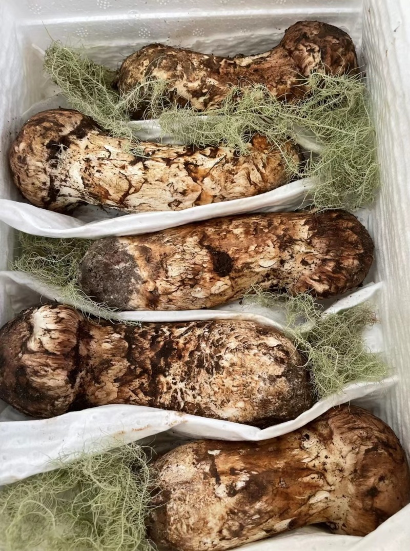 【精品松茸】四川基地直供质量上乘货源充足量大优惠