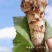 【精品松茸】四川基地直供质量上乘货源充足量大优惠