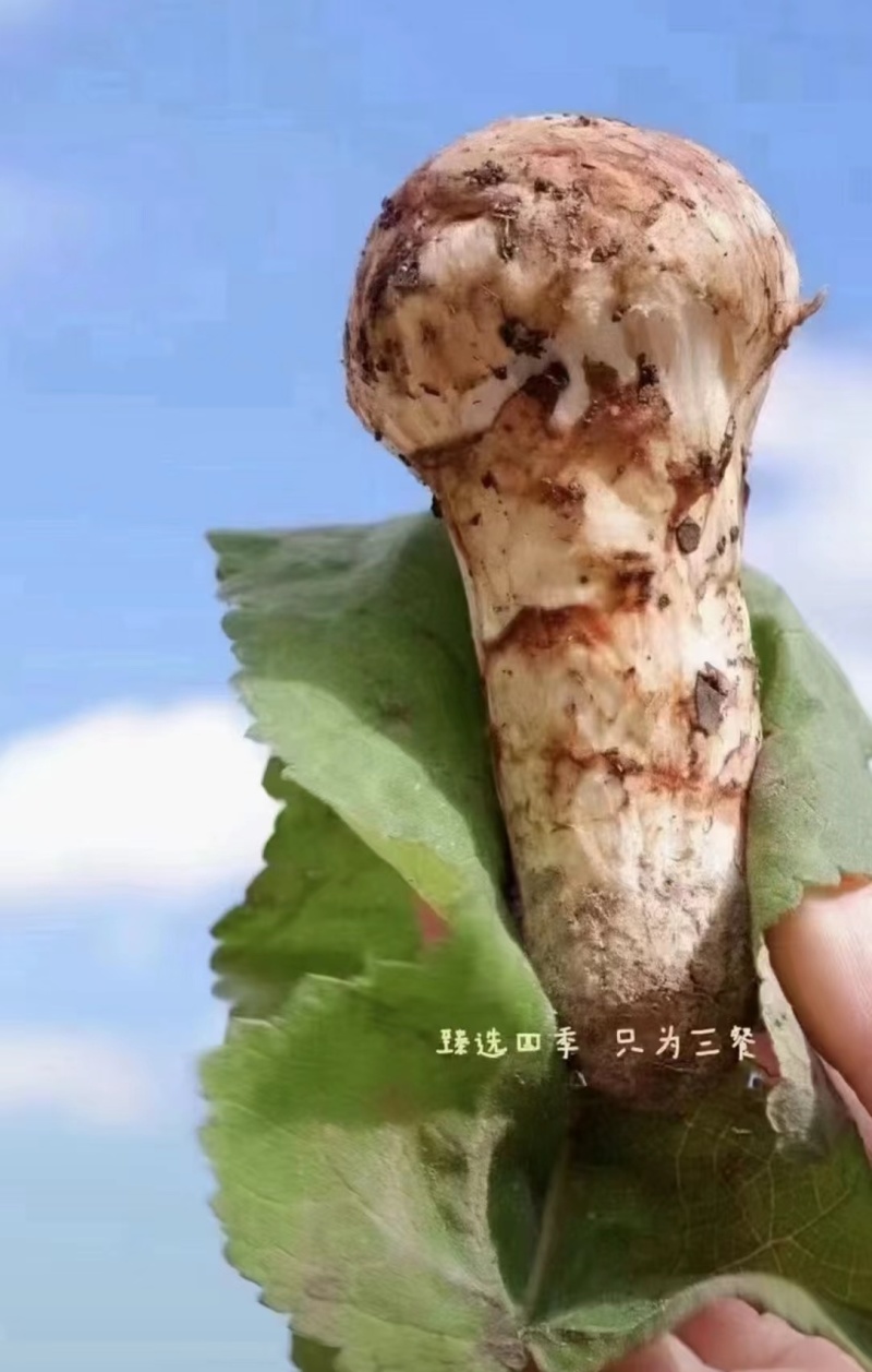 【精品松茸】四川基地直供质量上乘货源充足量大优惠