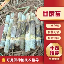 【甘蔗】制糖甘蔗产地货源。货量充足对接制糖厂