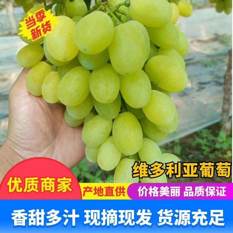 河北青提维多利亚产区直发货发全国保质保量欢迎选购
