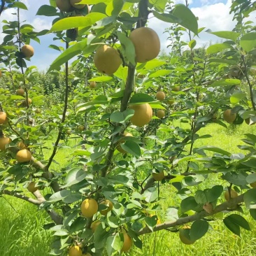 黄花梨基地供应量大质优价格优惠一手货源支持视频看货