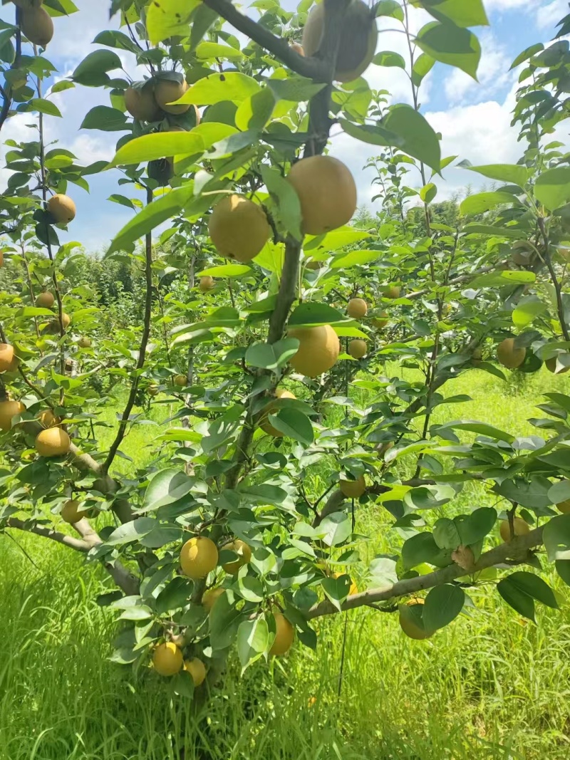 黄花梨基地供应量大质优价格优惠一手货源支持视频看货