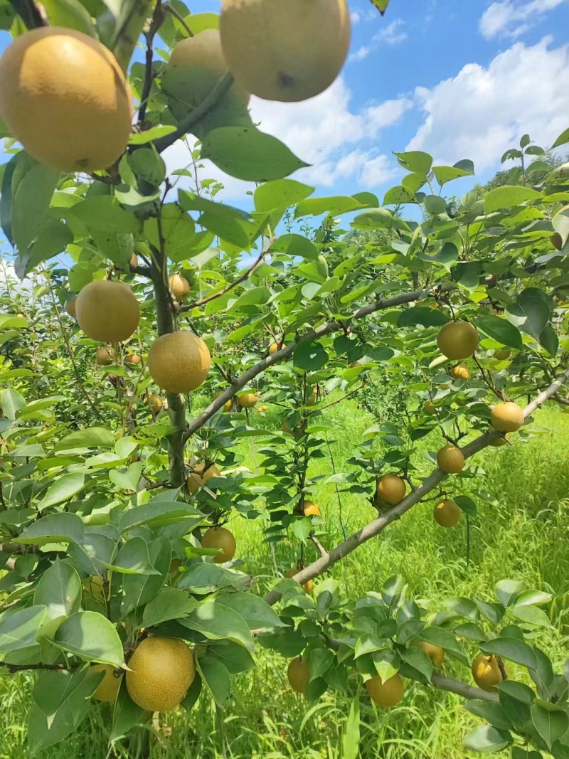 黄花梨基地供应量大质优价格优惠一手货源支持视频看货