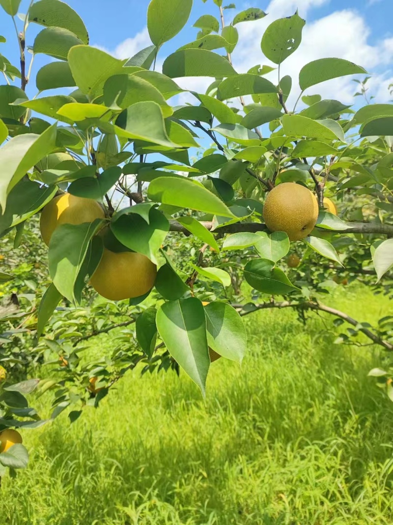 黄花梨基地供应量大质优价格优惠一手货源支持视频看货