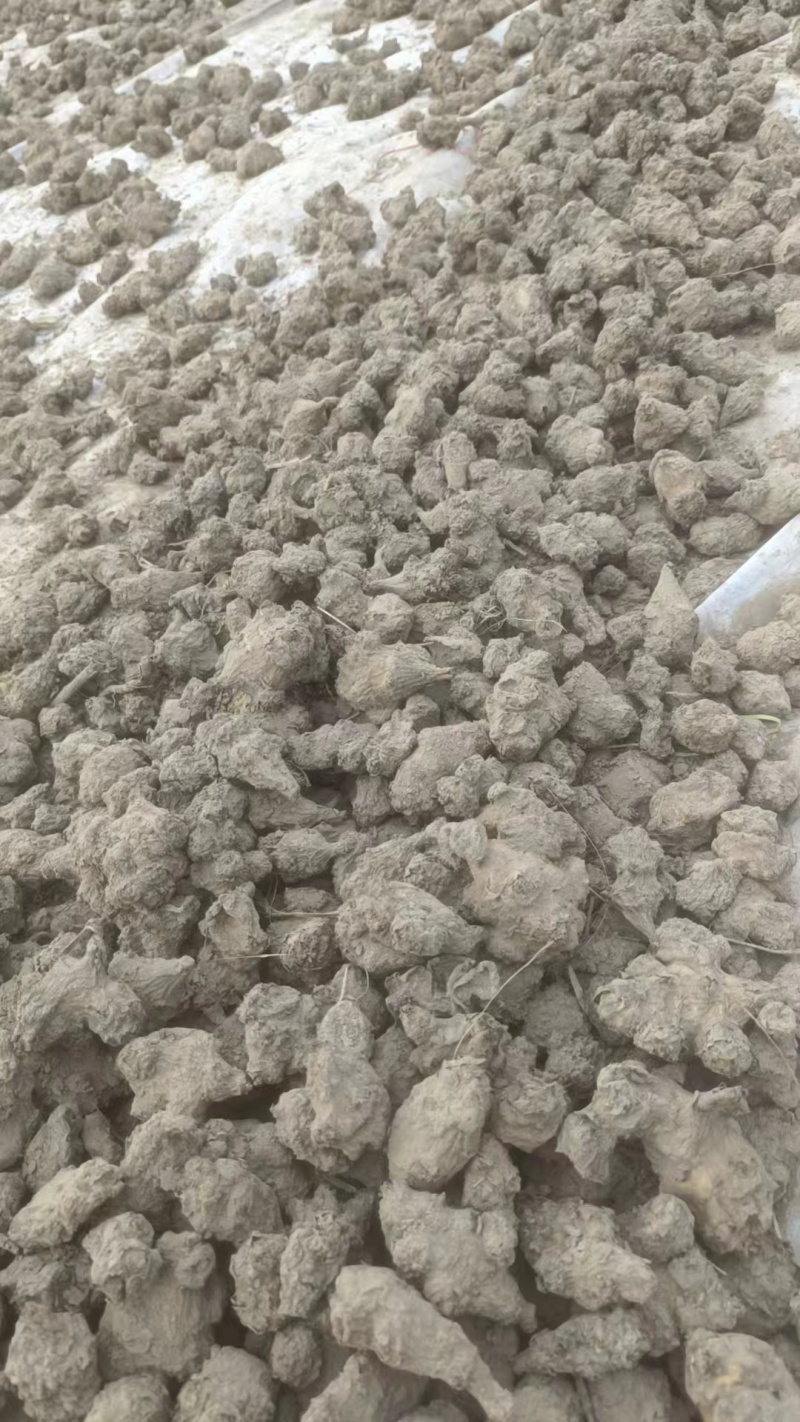 山西半干洋姜菊芋大量有货质量优良欢迎来电咨询