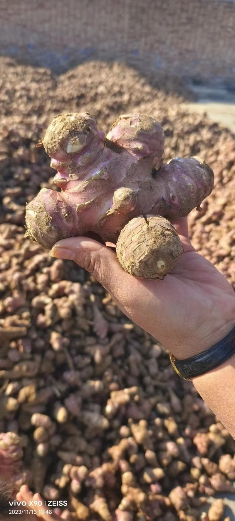精品山西红洋姜，量大质优产地直发欢迎来电咨询