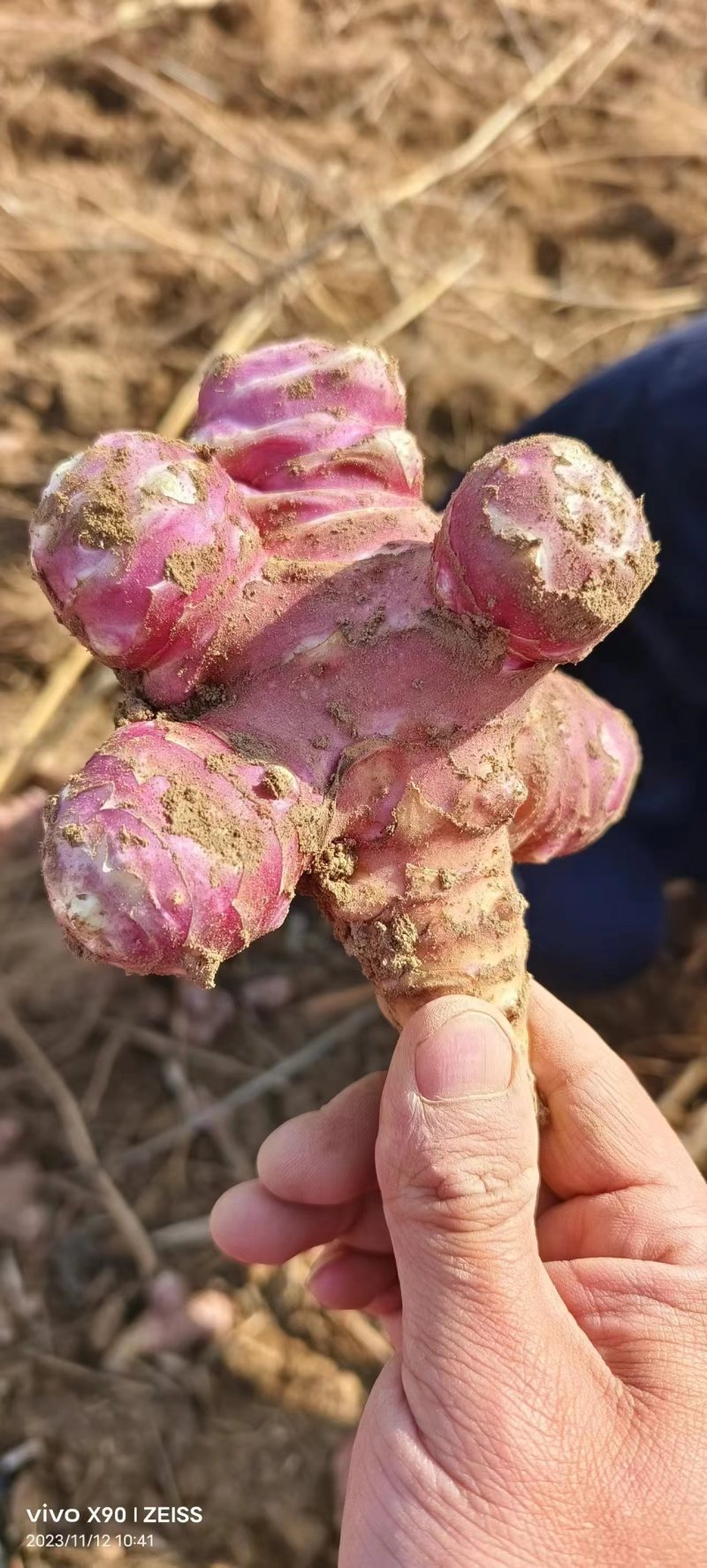 精品山西红洋姜，量大质优产地直发欢迎来电咨询