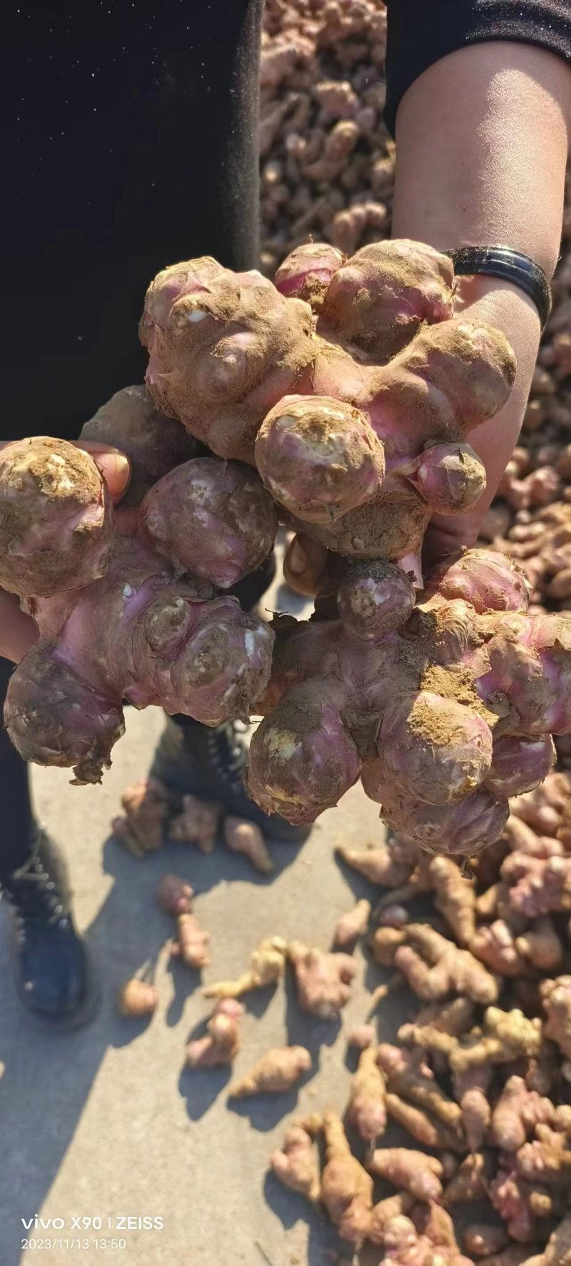 精品山西红洋姜，量大质优产地直发欢迎来电咨询