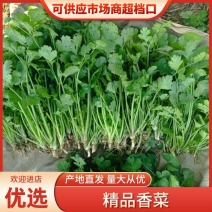 精品大叶香菜，提供真空预冷，冷库保鲜，可打泡沫箱，