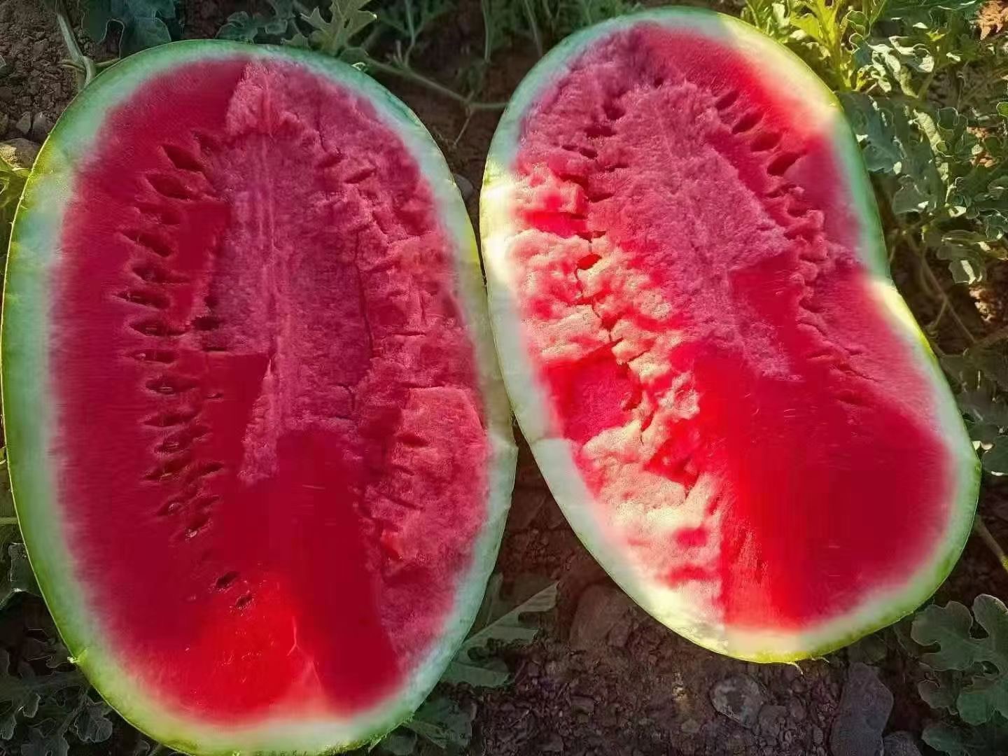 金城5号西瓜外观展示