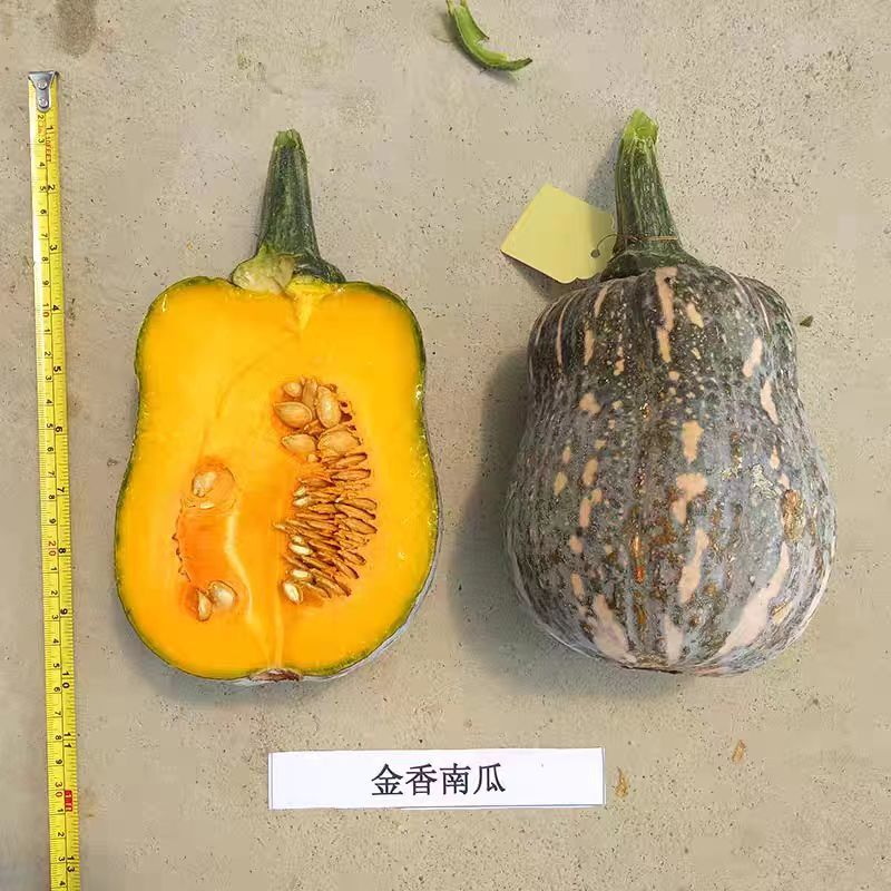河南金香南瓜南阳小金香新鲜南瓜软糯香甜质优价廉大量供货