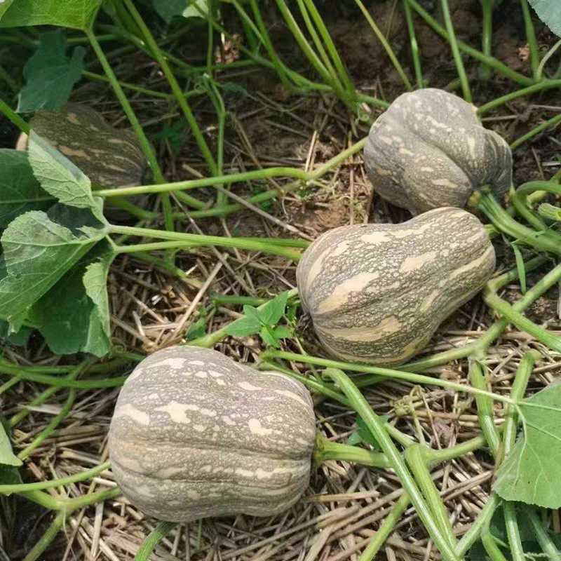 河南金香南瓜南阳小金香新鲜南瓜软糯香甜质优价廉大量供货