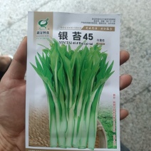 银苔45白菜苔种子早熟45天侧苔萌发快耐热耐寒抗病