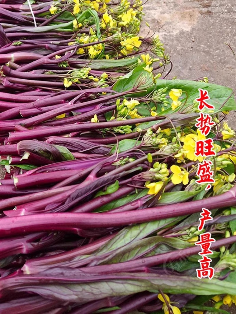 新鄂红60红菜苔种子早熟杂交菜苔苔粗质嫩苔色鲜红