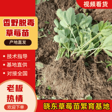 【香野草莓苗】各种品种齐全，脱毒草莓苗，质量保证欢迎联系