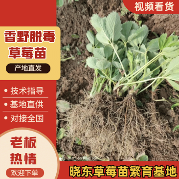 【脱毒草莓苗】隋珠香野章姬甜宝越秀妙三九香可视频基地看货