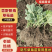 【脱毒草莓苗】隋珠香野章姬甜宝越秀妙三九香可视频基地看货