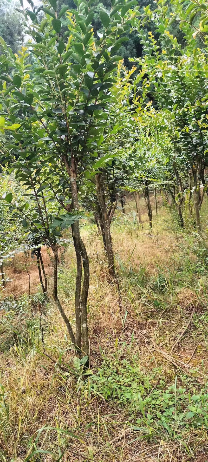 【桂花树】桂花树金桂树自家种植大量有货现挖现发