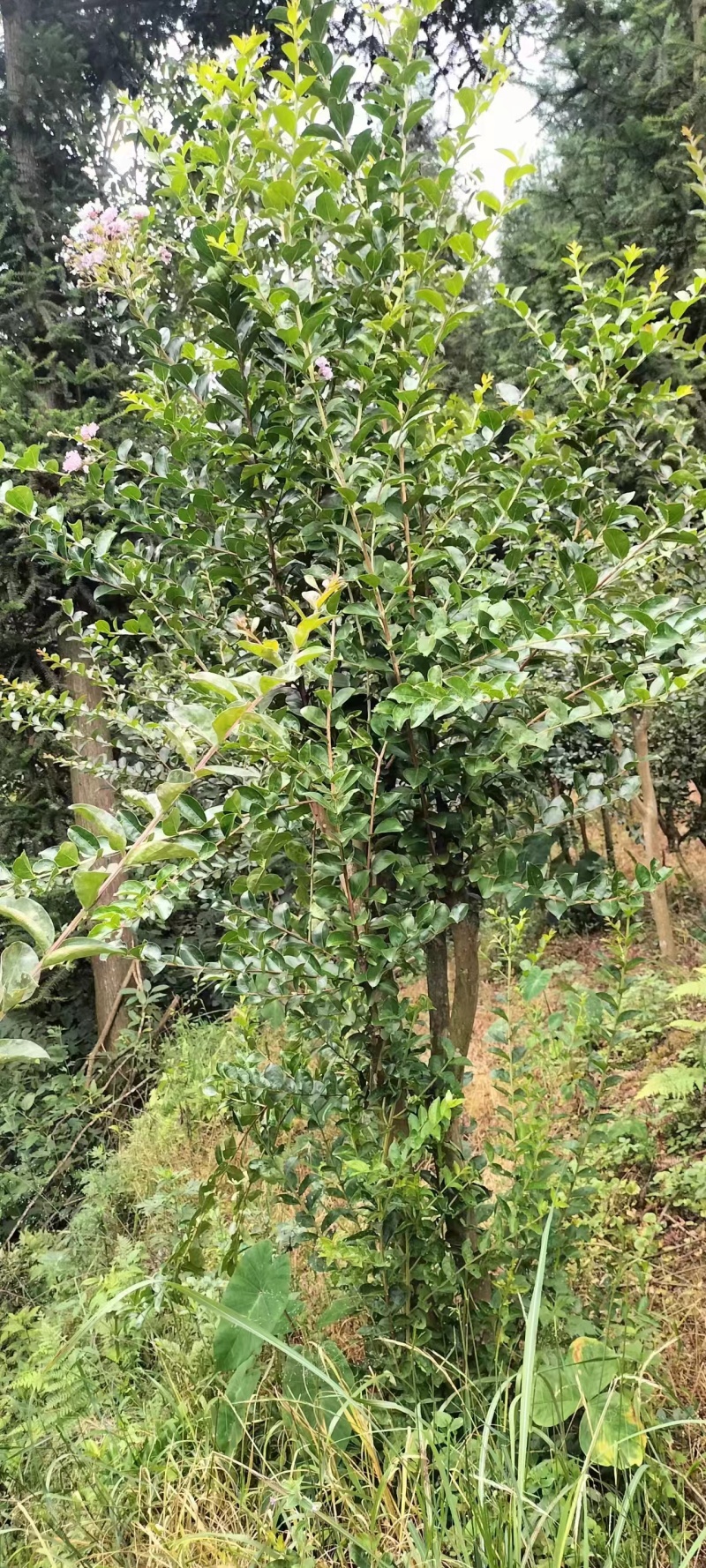【推荐】贵州紫薇树红色白色紫色产地现挖成活率高欢迎致电