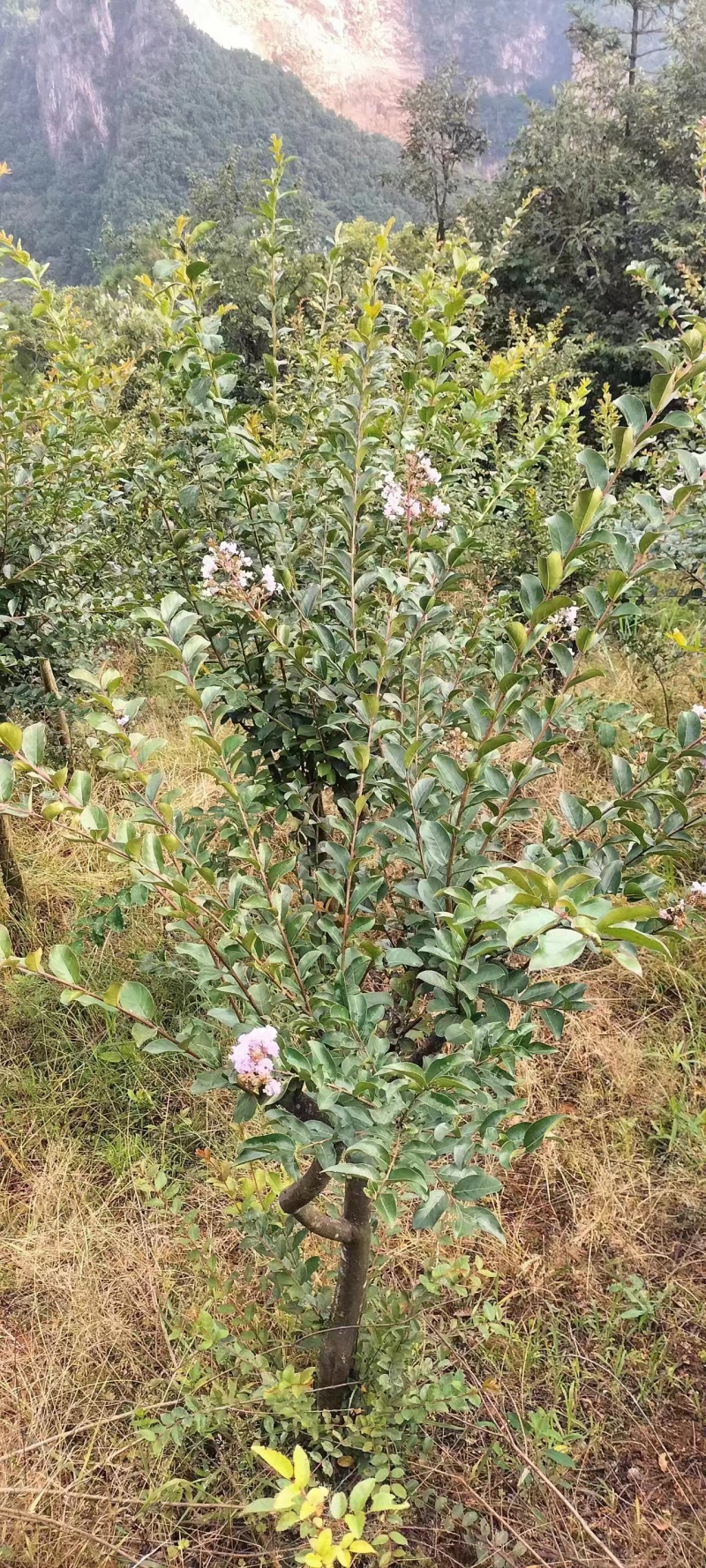 【推荐】贵州紫薇树红色白色紫色产地现挖成活率高欢迎致电