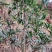 【桂花树】桂花树金桂树自家种植大量有货现挖现发