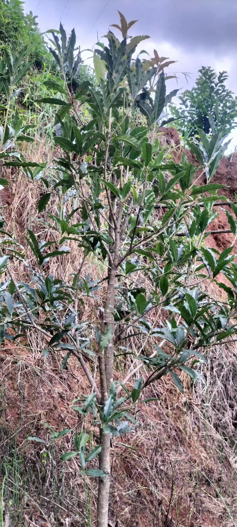 【桂花树】桂花树金桂树自家种植大量有货现挖现发