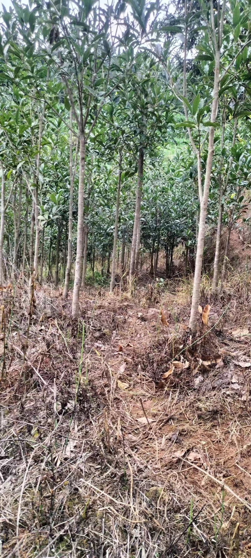 【桂花树】桂花树金桂树自家种植大量有货现挖现发