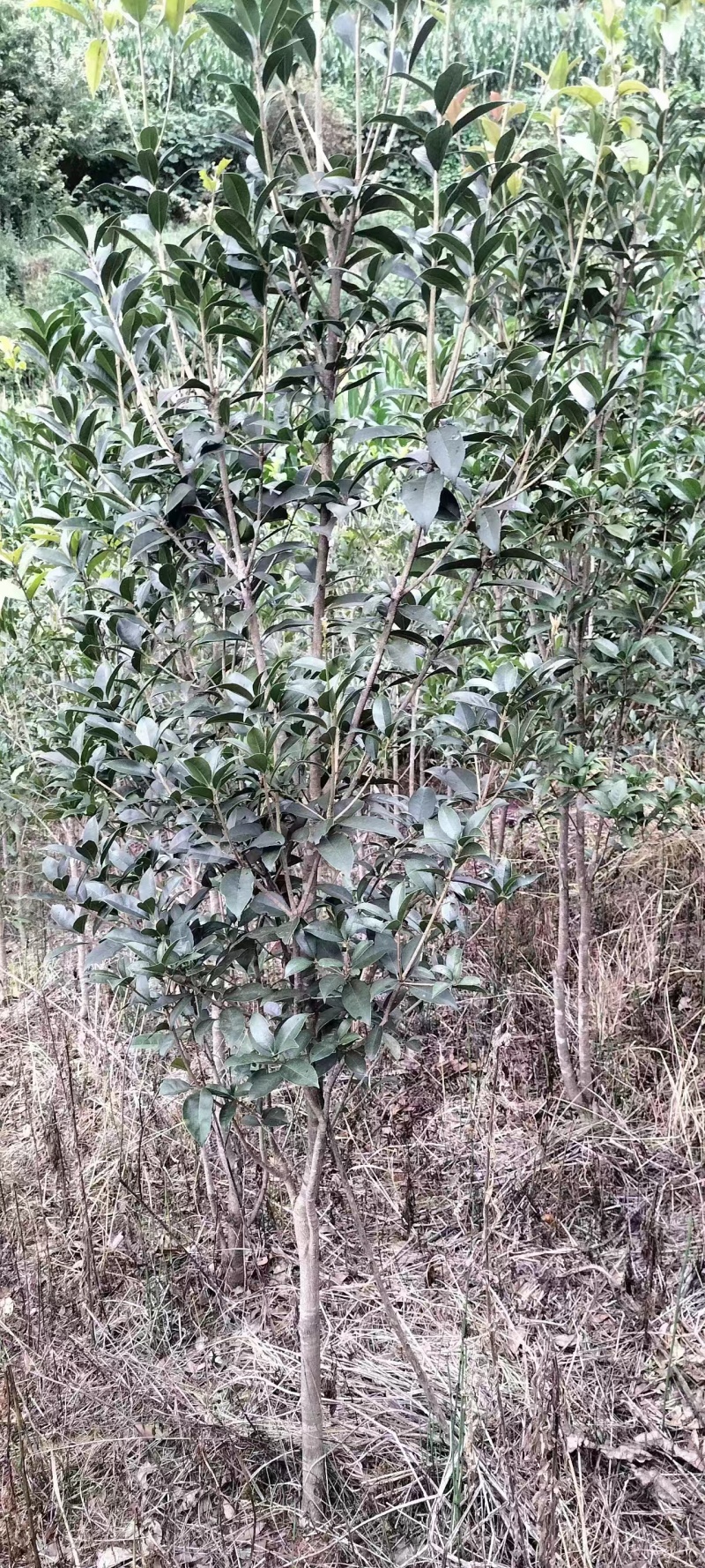 【桂花树】桂花树金桂树自家种植大量有货现挖现发