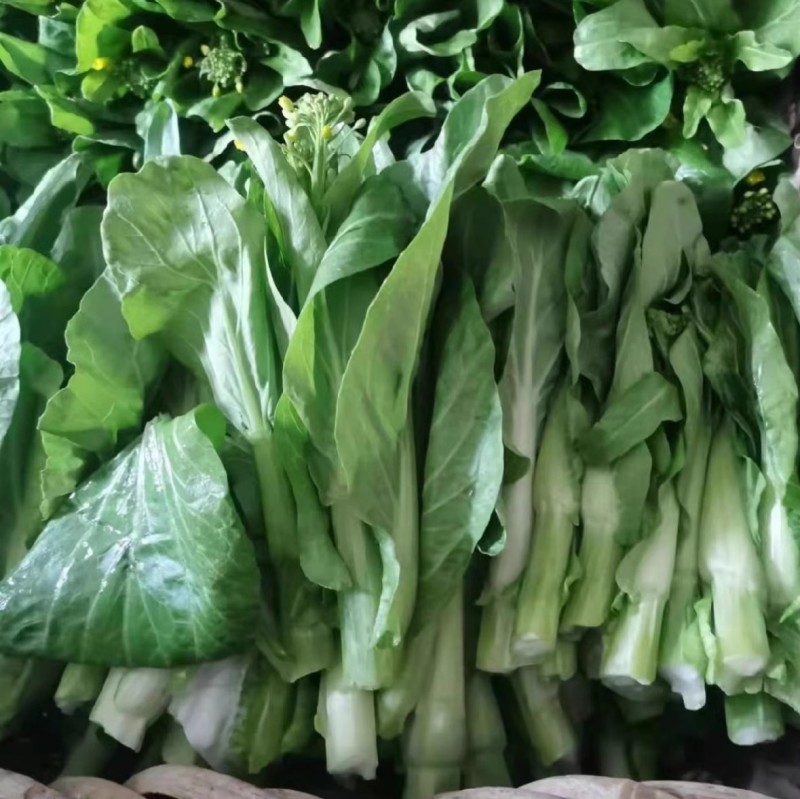 白苔45白菜苔种子早熟45天侧苔萌发快耐热耐寒抗病