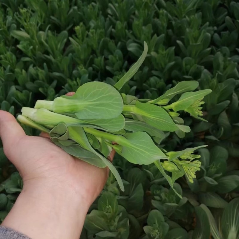 白苔45白菜苔种子早熟45天侧苔萌发快耐热耐寒抗病