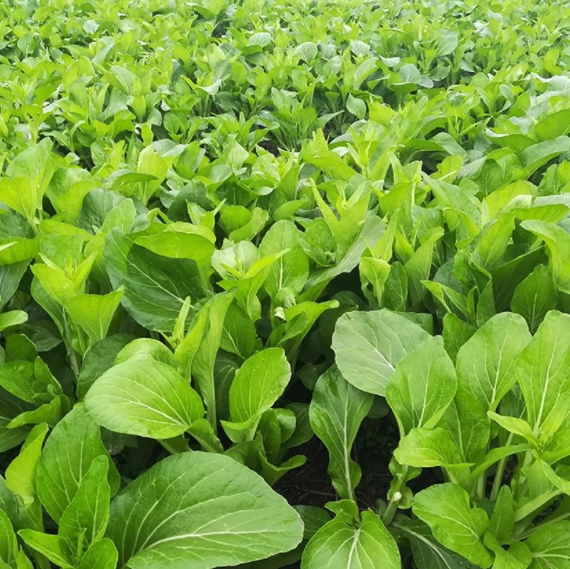 白苔45白菜苔种子早熟45天侧苔萌发快耐热耐寒抗病