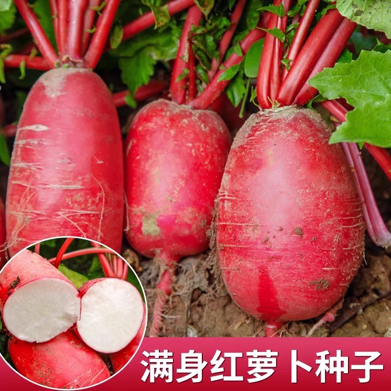 成都满身红萝卜种子表皮深红肉白色口感脆嫩耐热