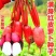 成都满身红萝卜种子表皮深红肉白色口感脆嫩耐热