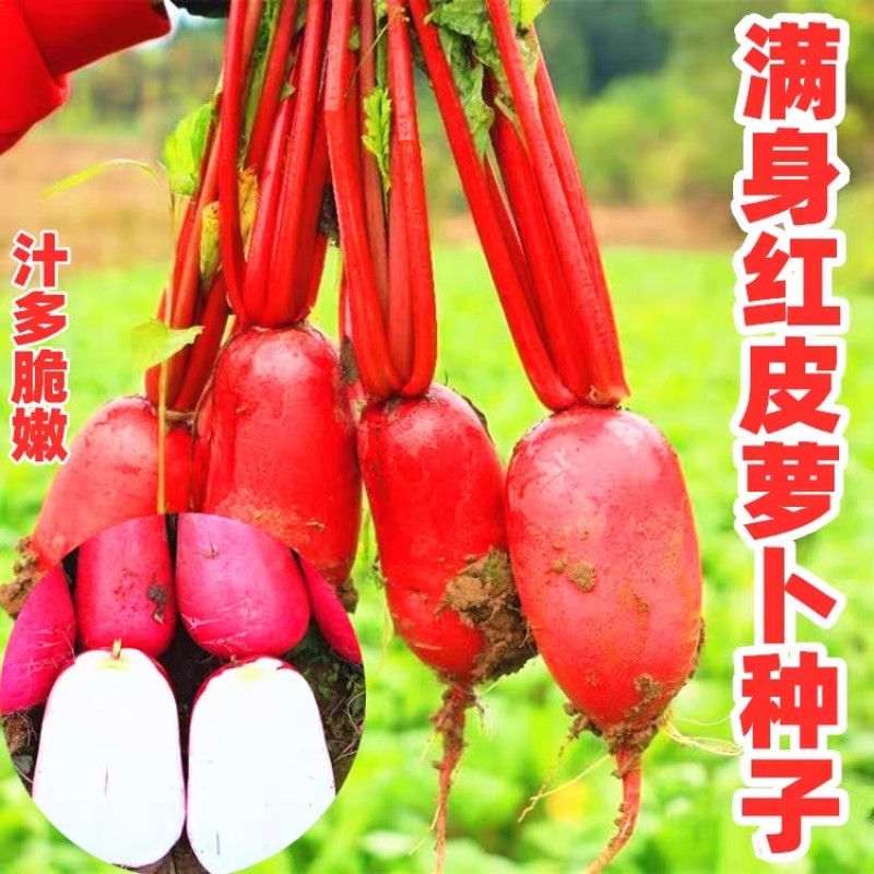 成都满身红萝卜种子表皮深红肉白色口感脆嫩耐热