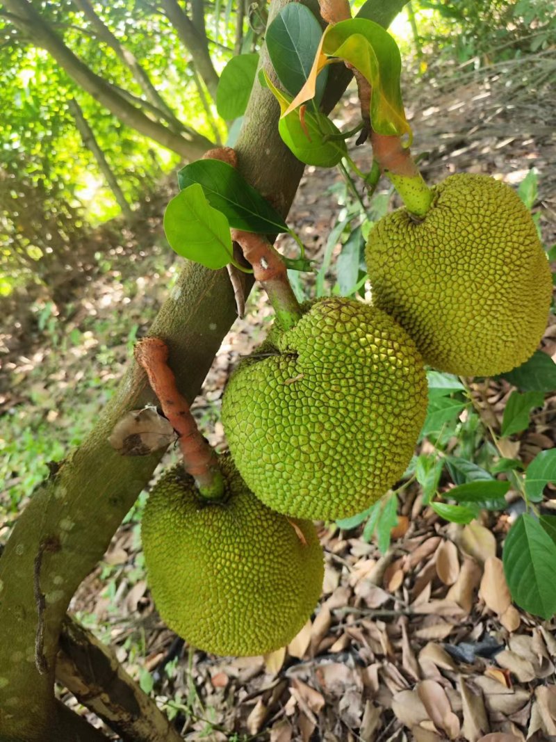 广东茂名化州菠萝蜜自家果园面积大货源多甜度高卖相好全国接