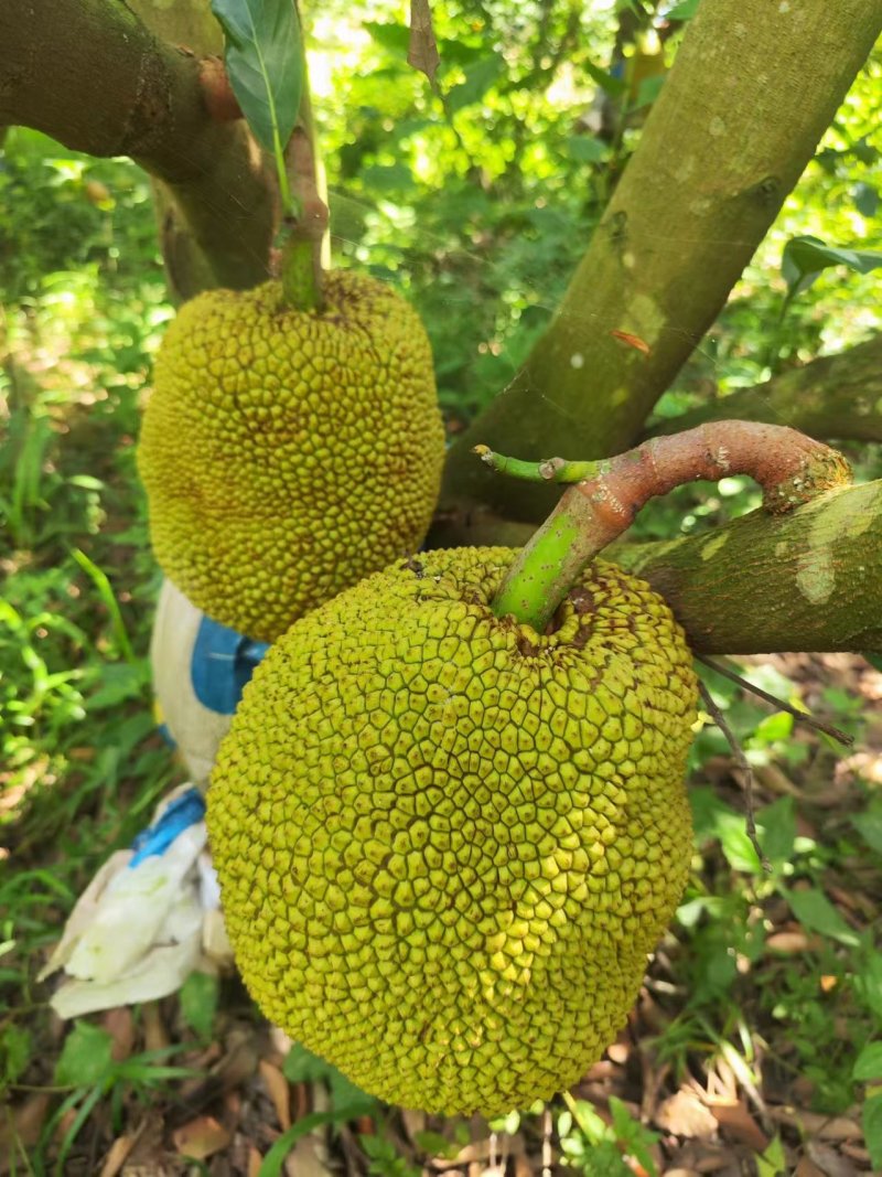 广东茂名化州菠萝蜜自家果园面积大货源多甜度高卖相好全国接