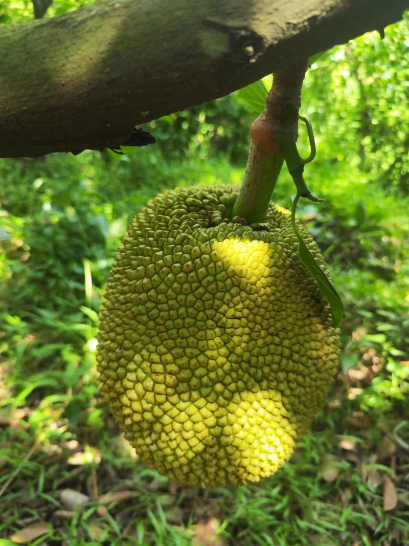 广东茂名化州菠萝蜜自家果园面积大货源多甜度高卖相好全国接