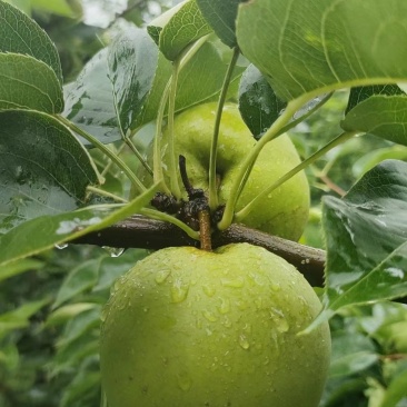 【推荐】湖北精品翠冠梨大量上市产地直发汁水多甜度高