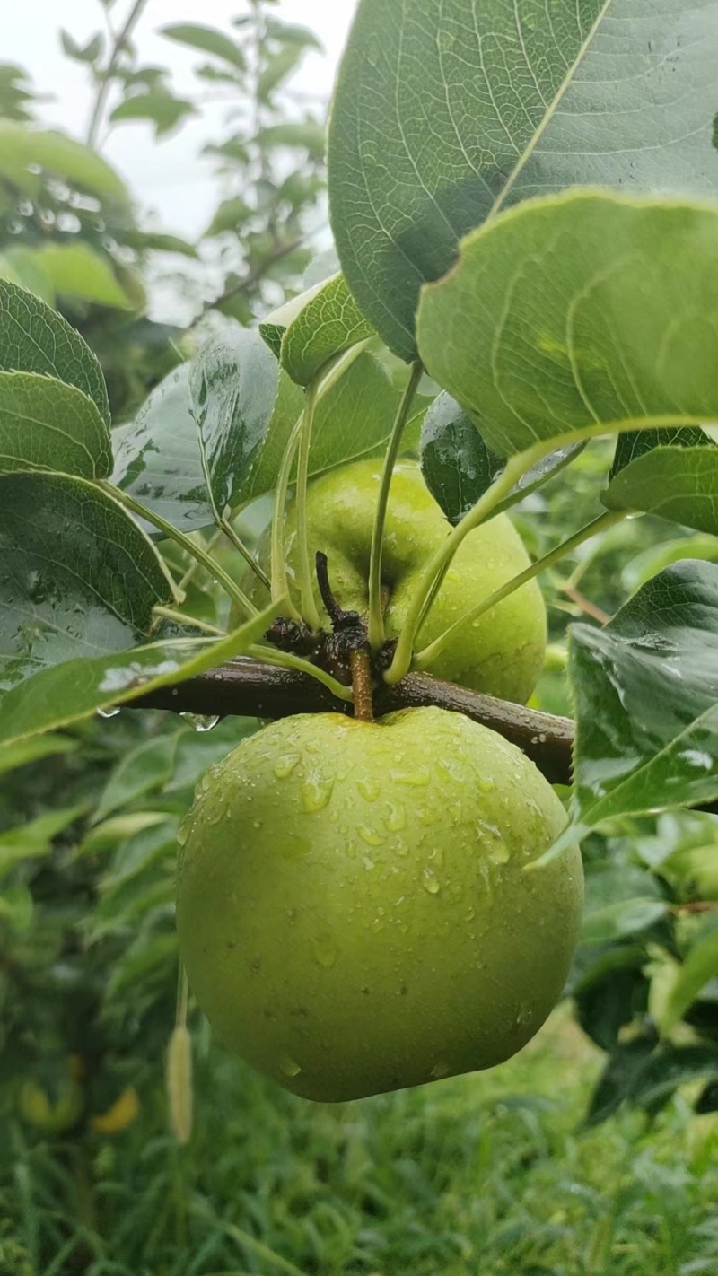 【推荐】湖北精品翠冠梨大量上市产地直发汁水多甜度高