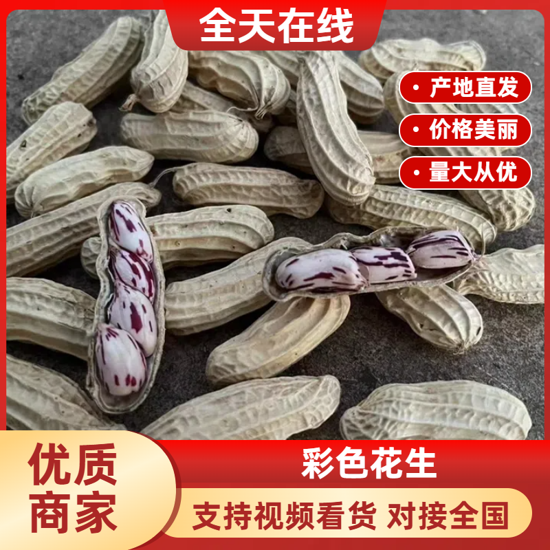 云南七彩花生品质保证诚信经营欢迎联系价格优惠